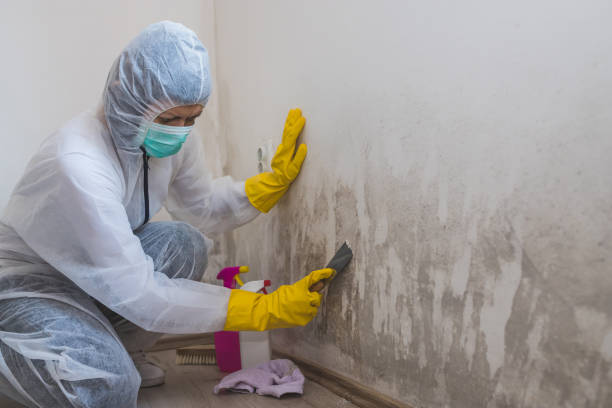 Best Commercial Mold Removal  in Albertson, NY