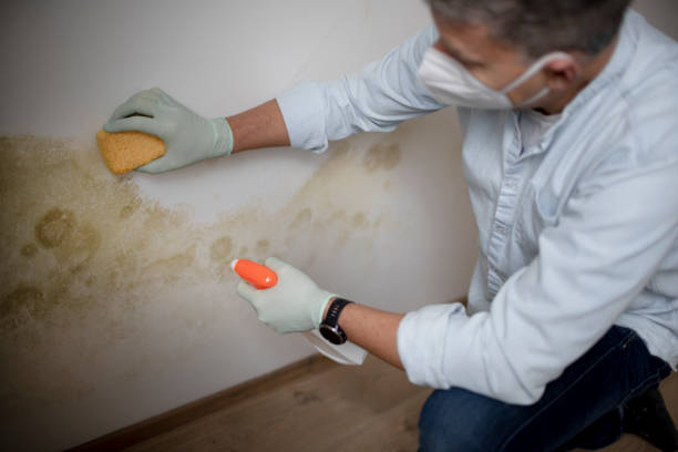 Best Fast Mold Removal  in Albertson, NY